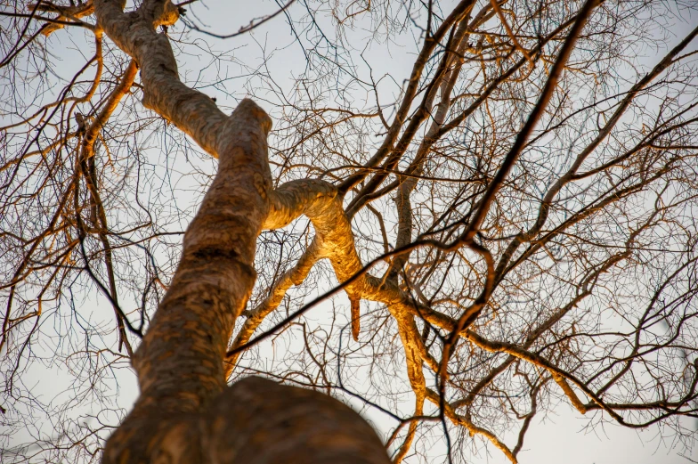 a close up of two tall trees with no leaves