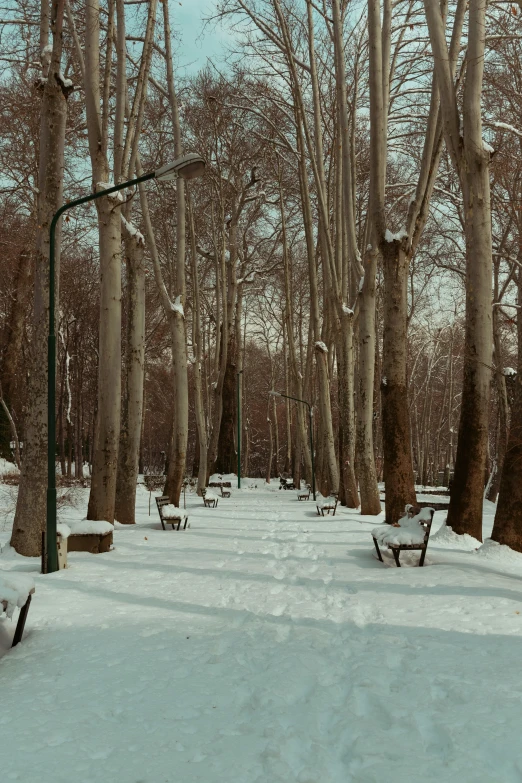 an empty snowy park with a bunch of benches in the snow