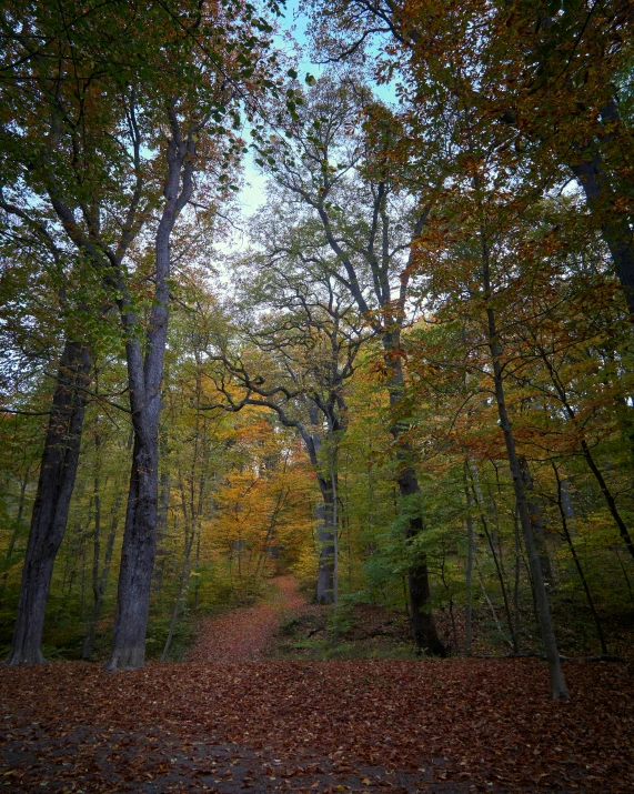 a large leaf covered forest with a forest trail