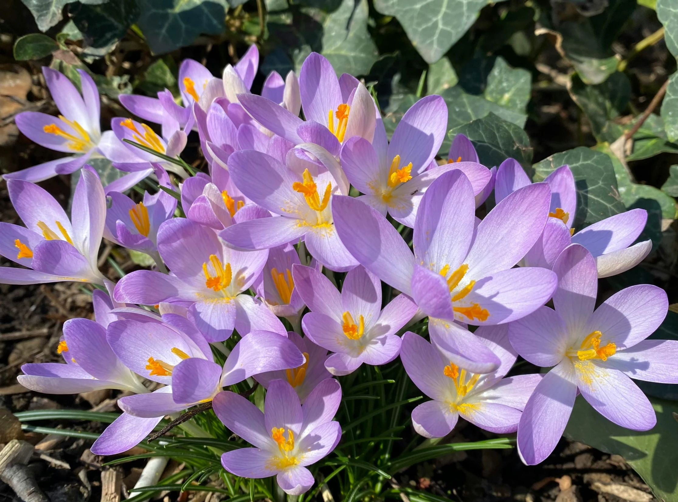 several purple flowers in a pot on the ground