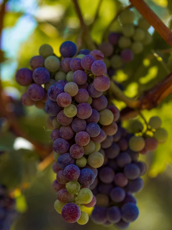 gs are in clusters hanging on the vine