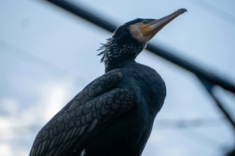 the side of a bird sitting against a wire