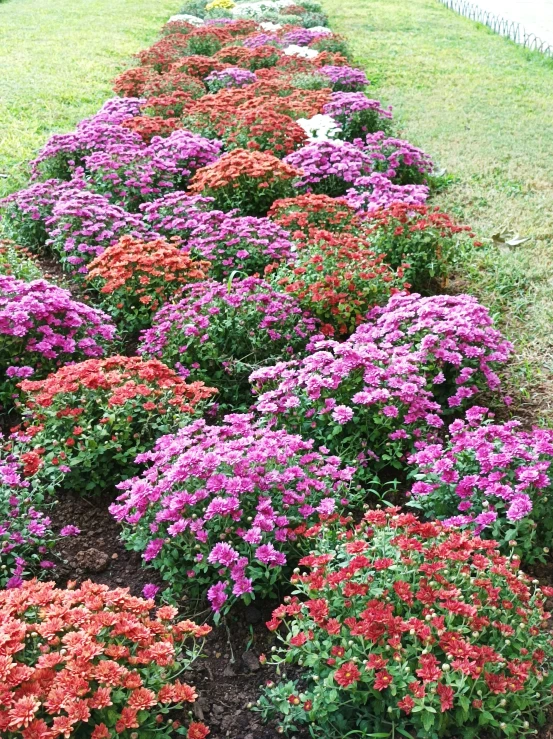 pink and purple flower garden near a river