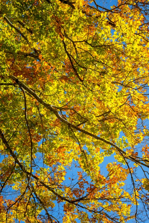 looking up at some colorful trees and sky