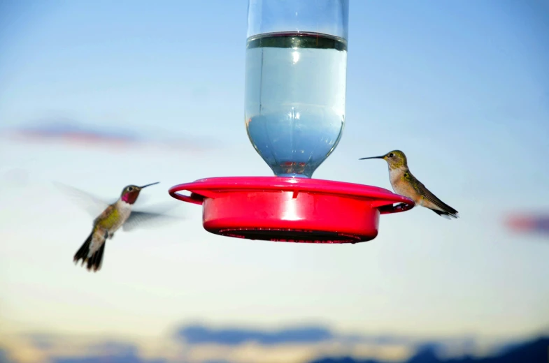 two hummingbirds are flying over a red bird feeder