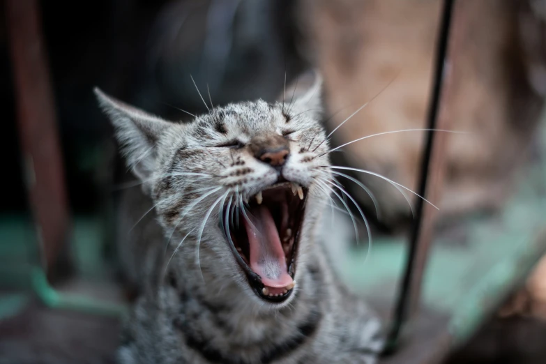 an open mouthed cat in front of another cat