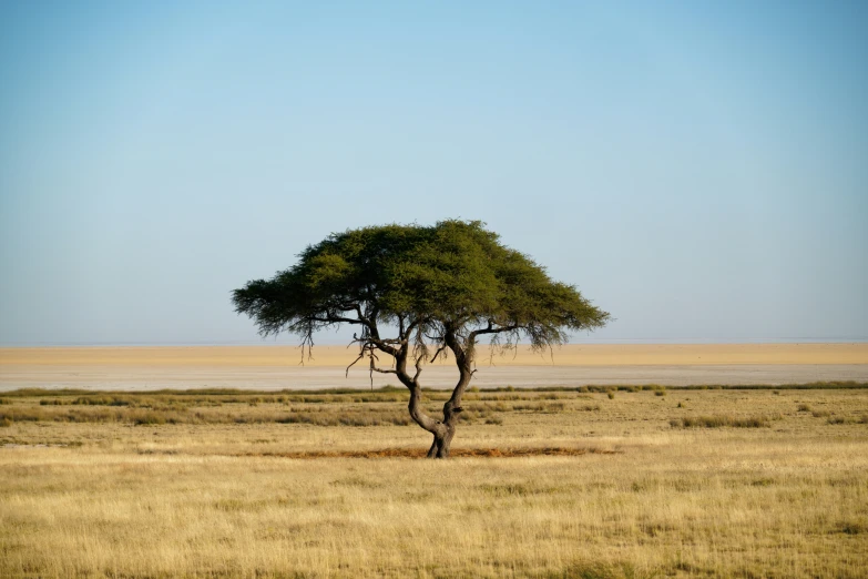 an old tree stands alone in the savannah