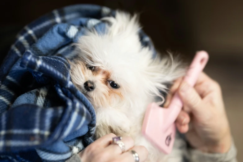 a small white dog with its owner