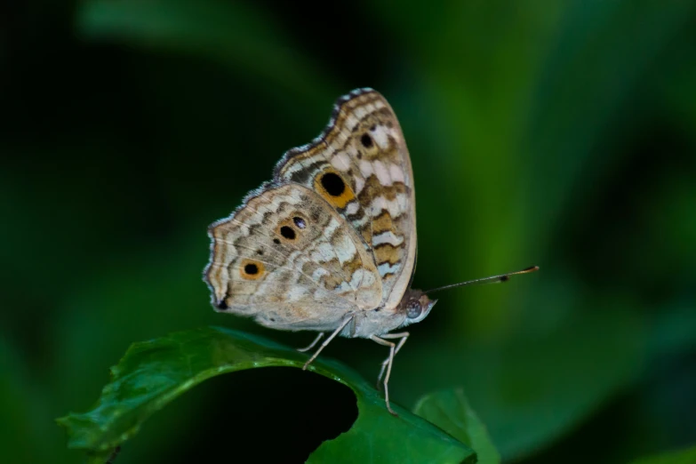 two gray erflies on a green leaf