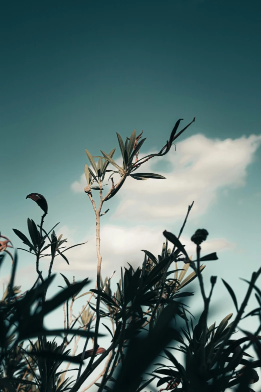 a small green plant on top of a very tall grass