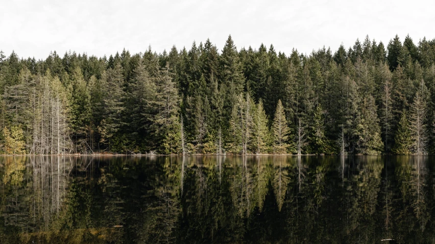 a row of trees surrounding a body of water