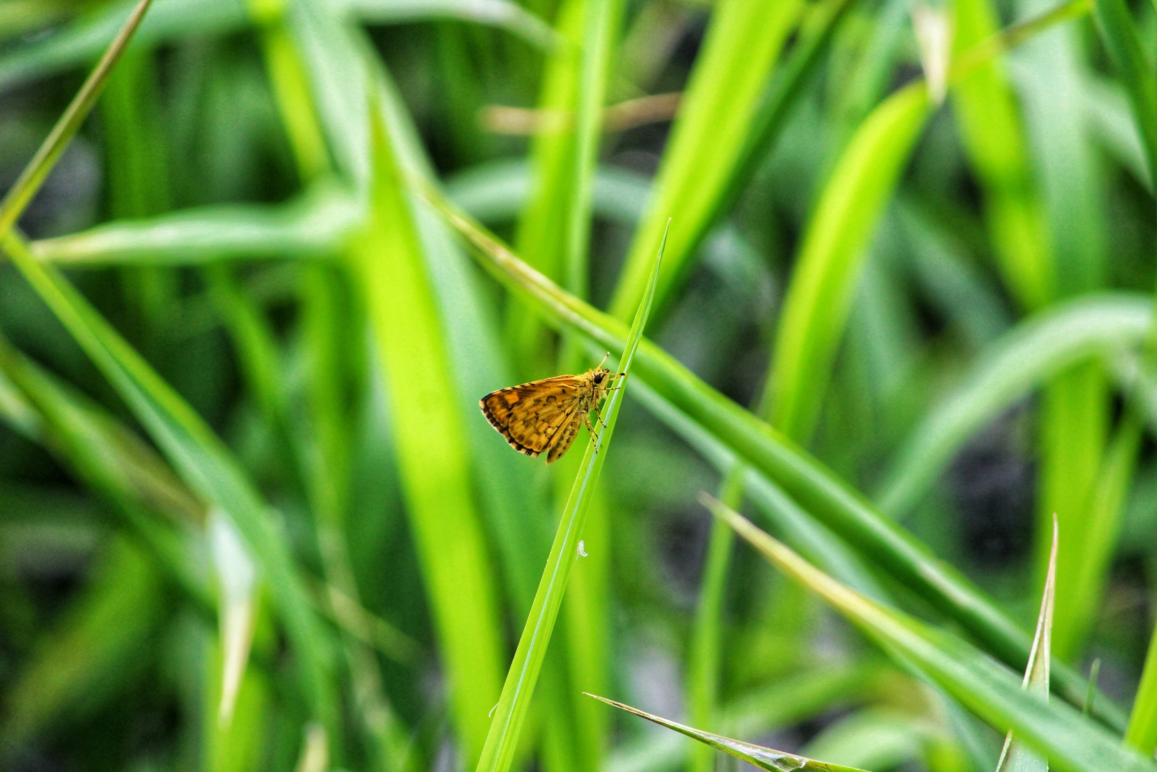 a little brown bug that is sitting on some grass