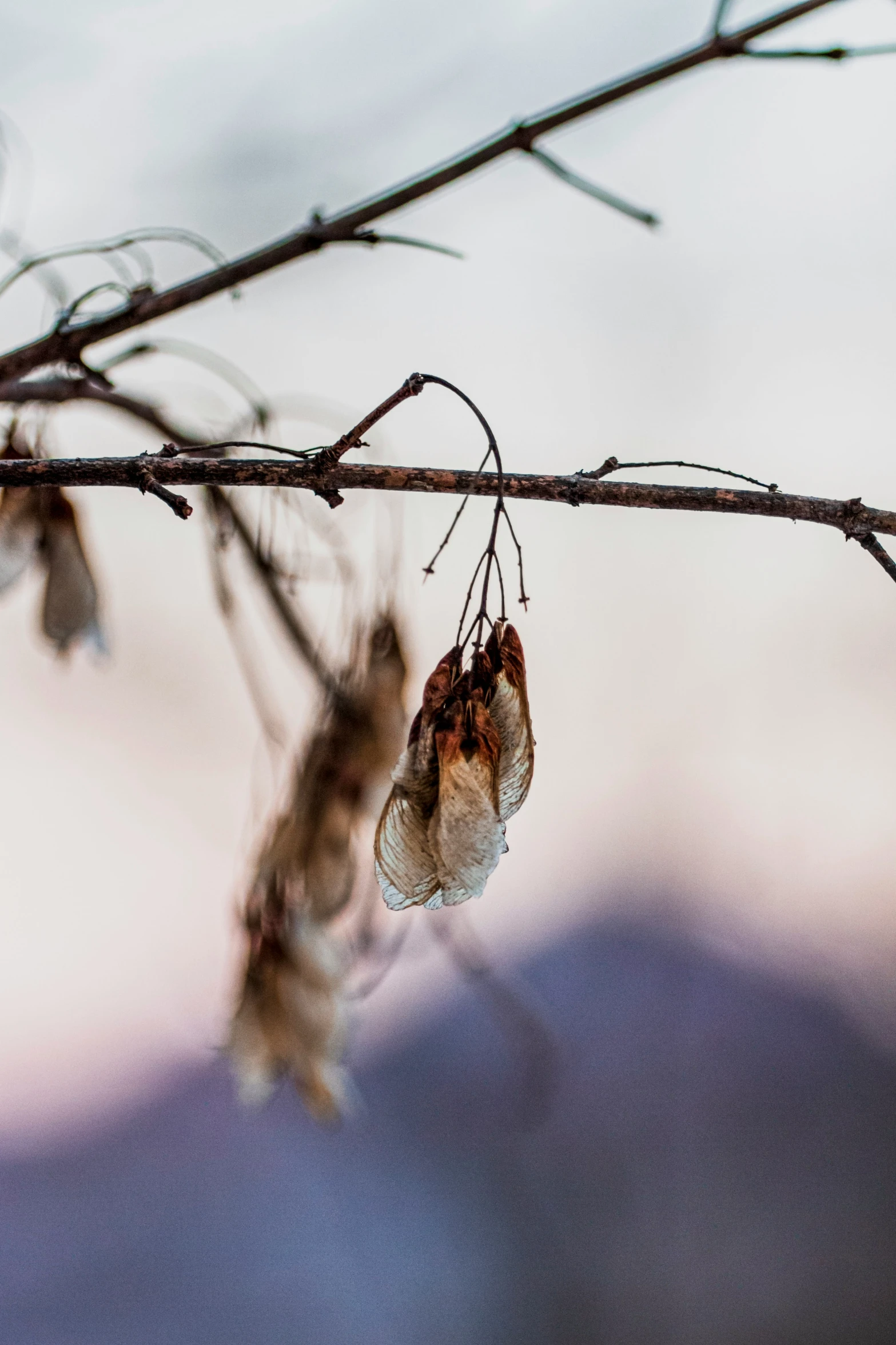 two leaves on a nch next to an old seed head