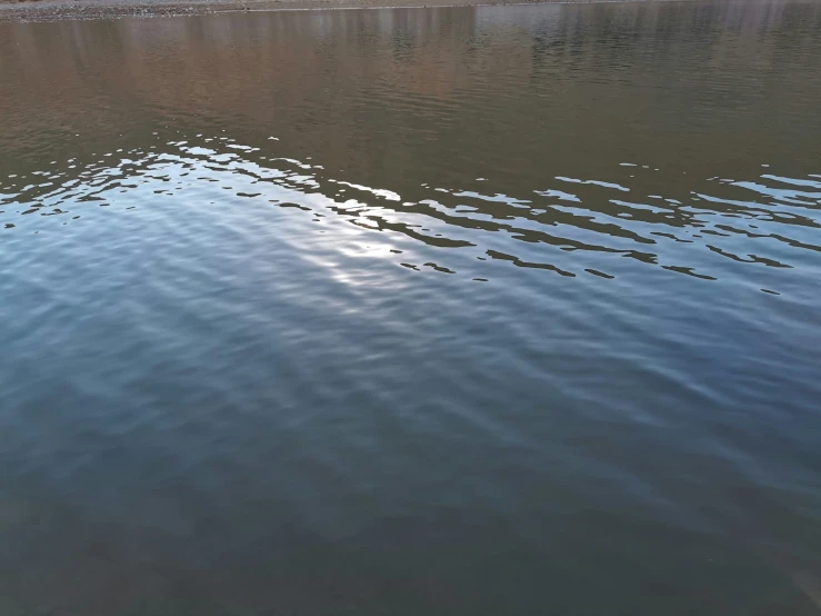 blue water with a single white swan flying near by