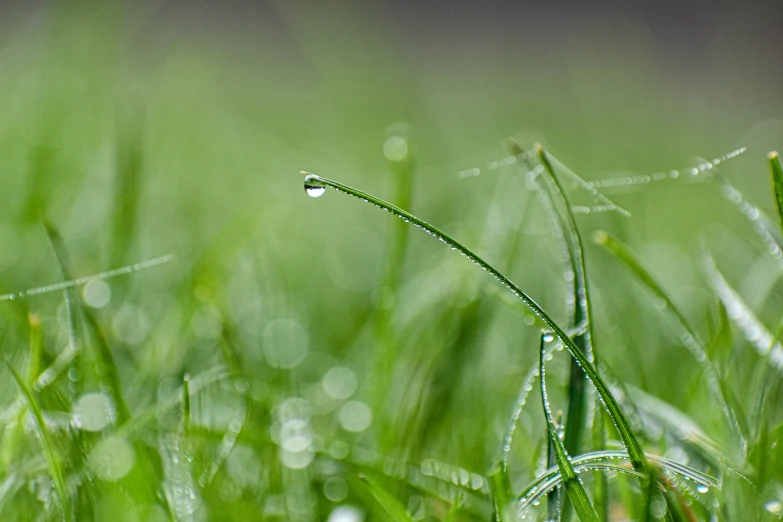 water drops in the grass near the ground