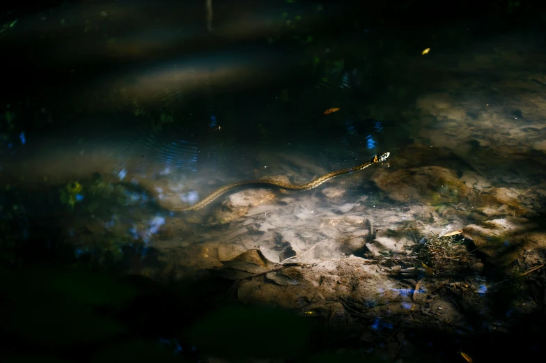 a leaf floating in the water that is dark