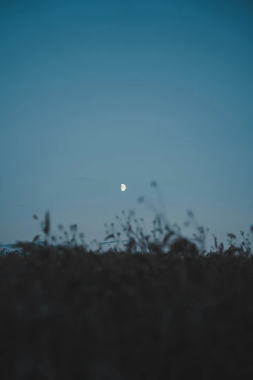 the moon above some trees at night