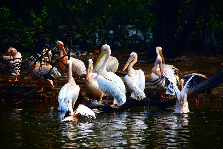 a flock of pelicans standing on top of a lake