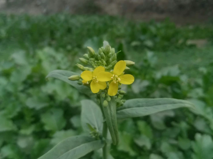 a flower that is in a field with many green plants