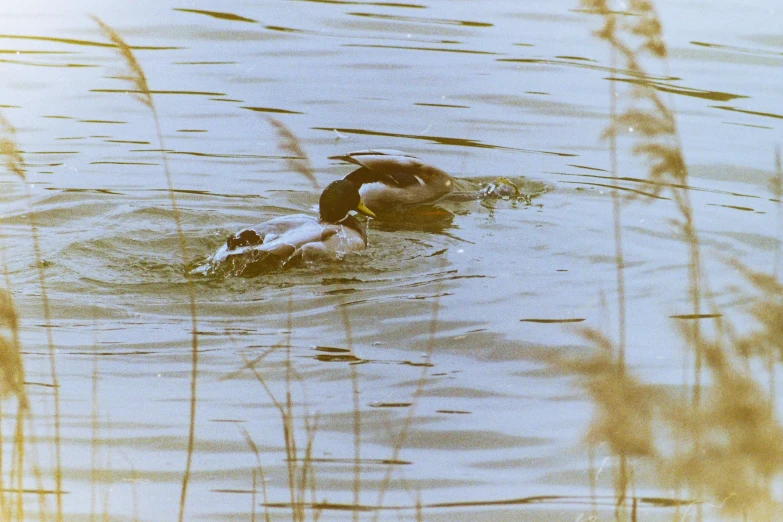 a duck with it's beak down in the water