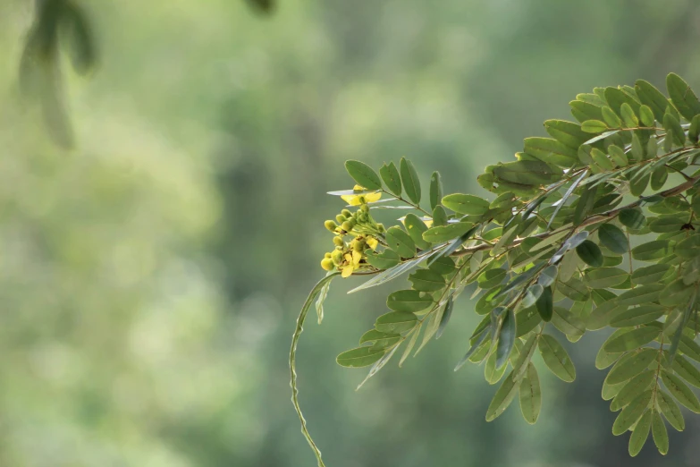 some leaves with some yellow flowers on them