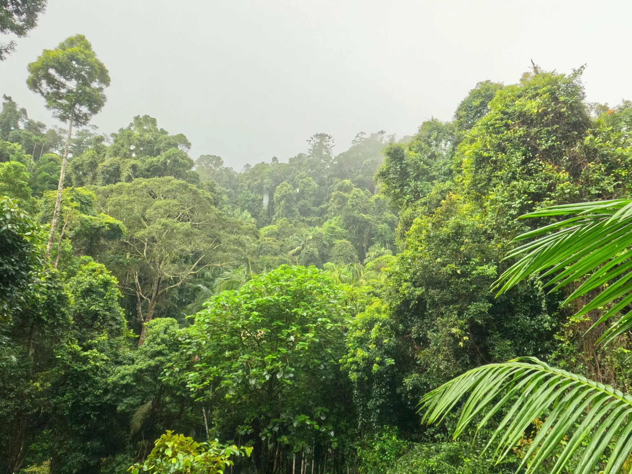 there is a lush and green forest in the jungle