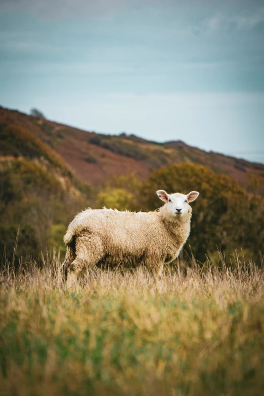 a sheep standing on top of a grass covered field