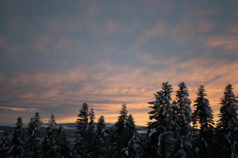 a snow covered forest at night with a sky background