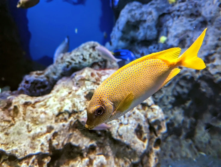 the bright yellow fish is among the many marine life