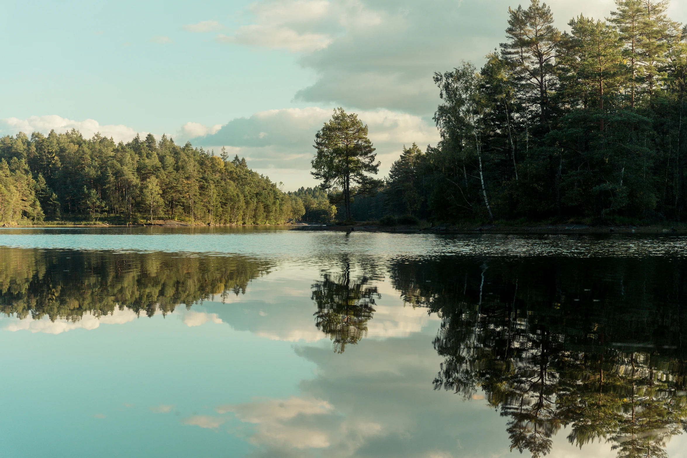 an area where a lake has some very pretty trees