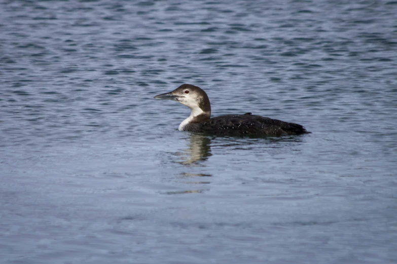 a duck is sitting on the surface of the water