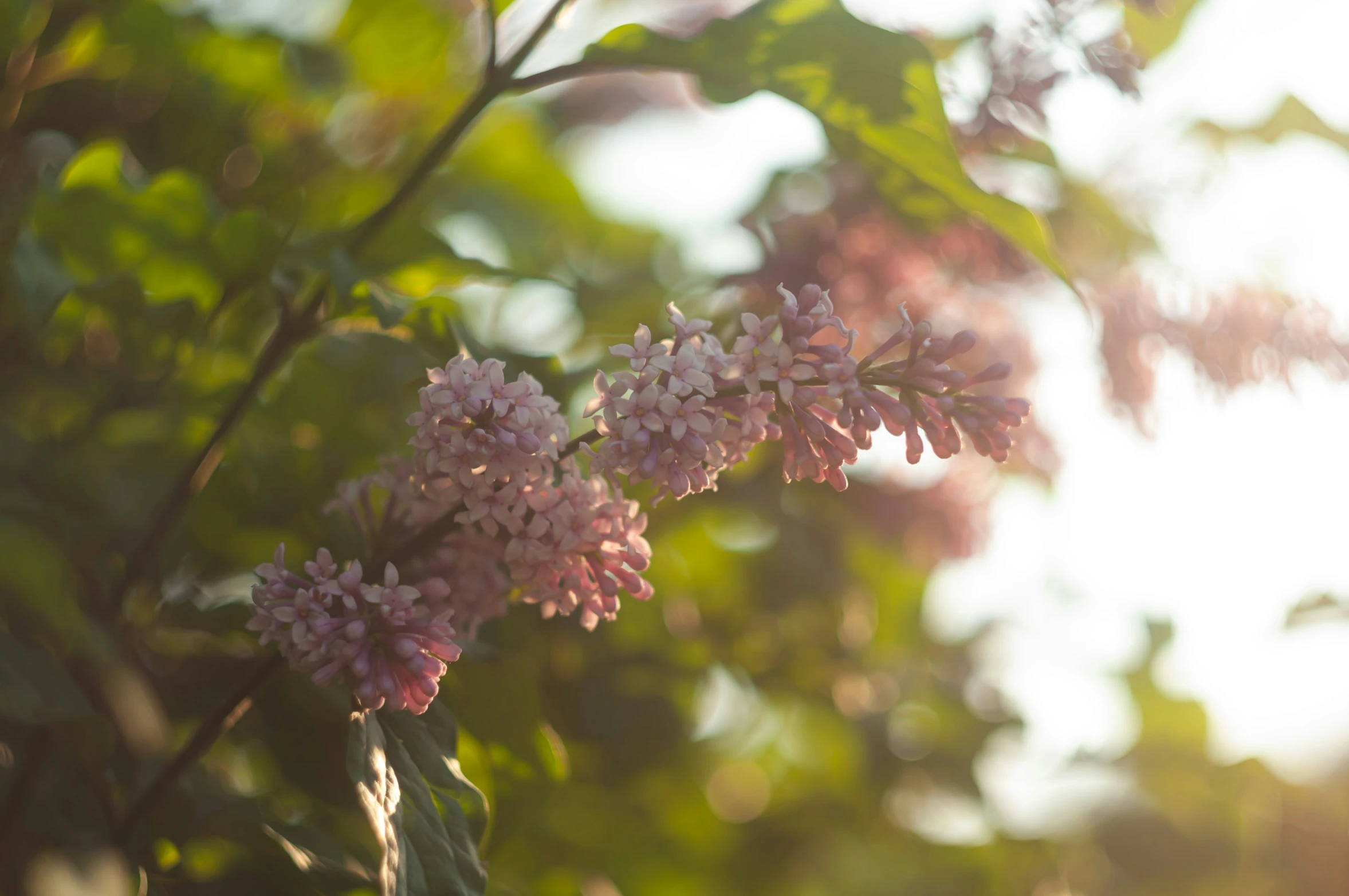 flowers on the tree with sunshine coming in