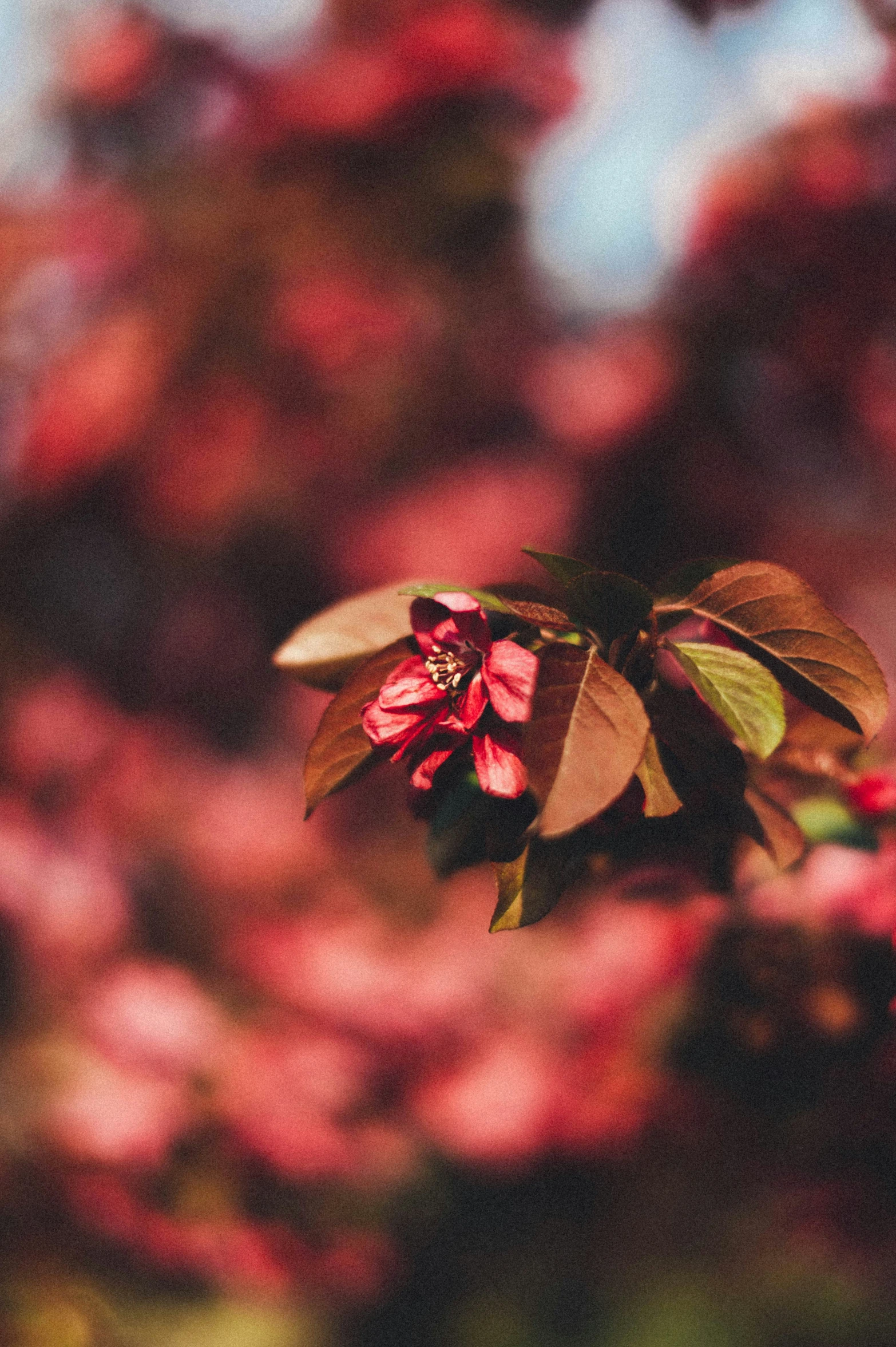 pink flowers with green leaves in front of red trees