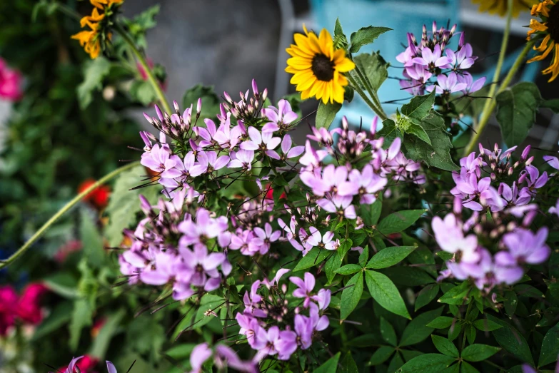 some different colored flowers in a bunch outside