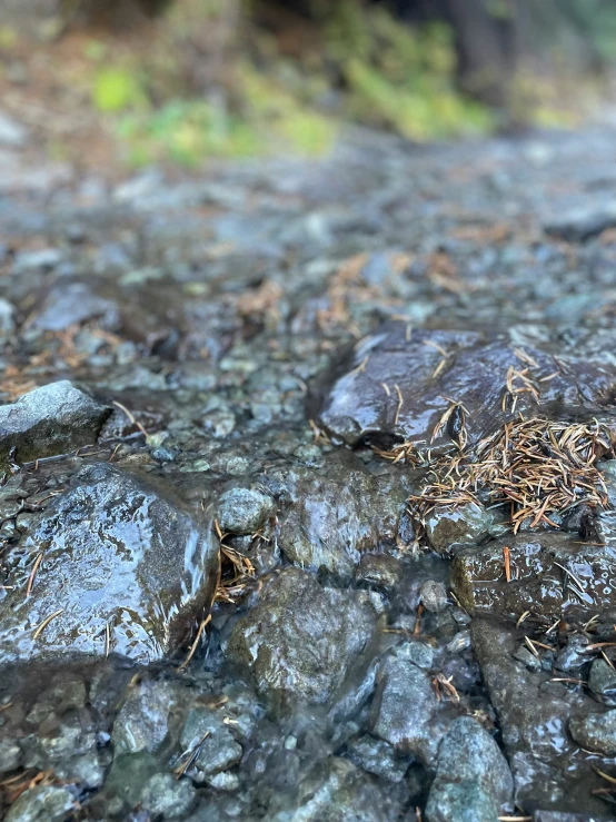 wet rocks and plants in the water