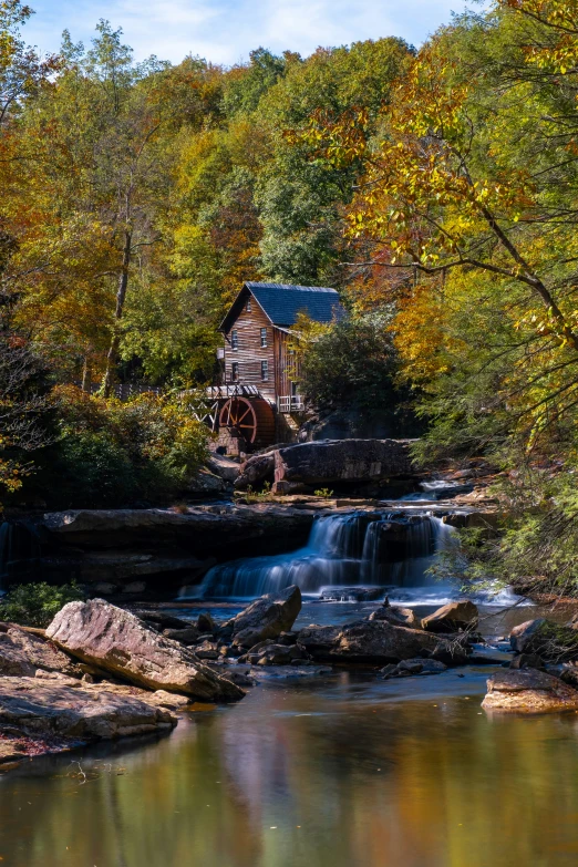 a stream running under a forest next to trees