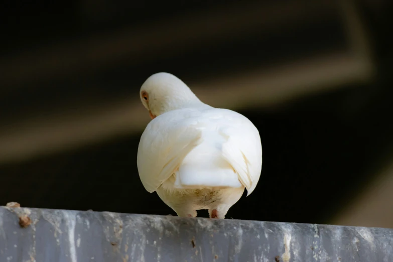 the large bird is sitting on the rail