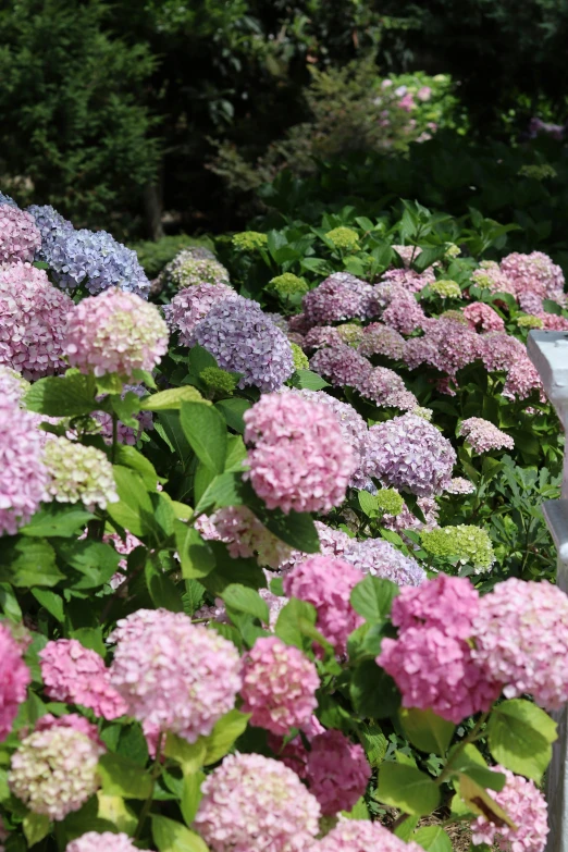 a number of bushes that have flowers behind it