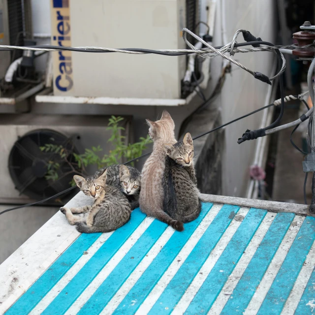 a couple of cats sitting on the back of a boat