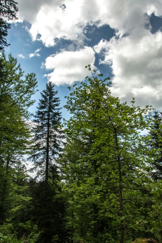 the sky is full of white clouds and trees