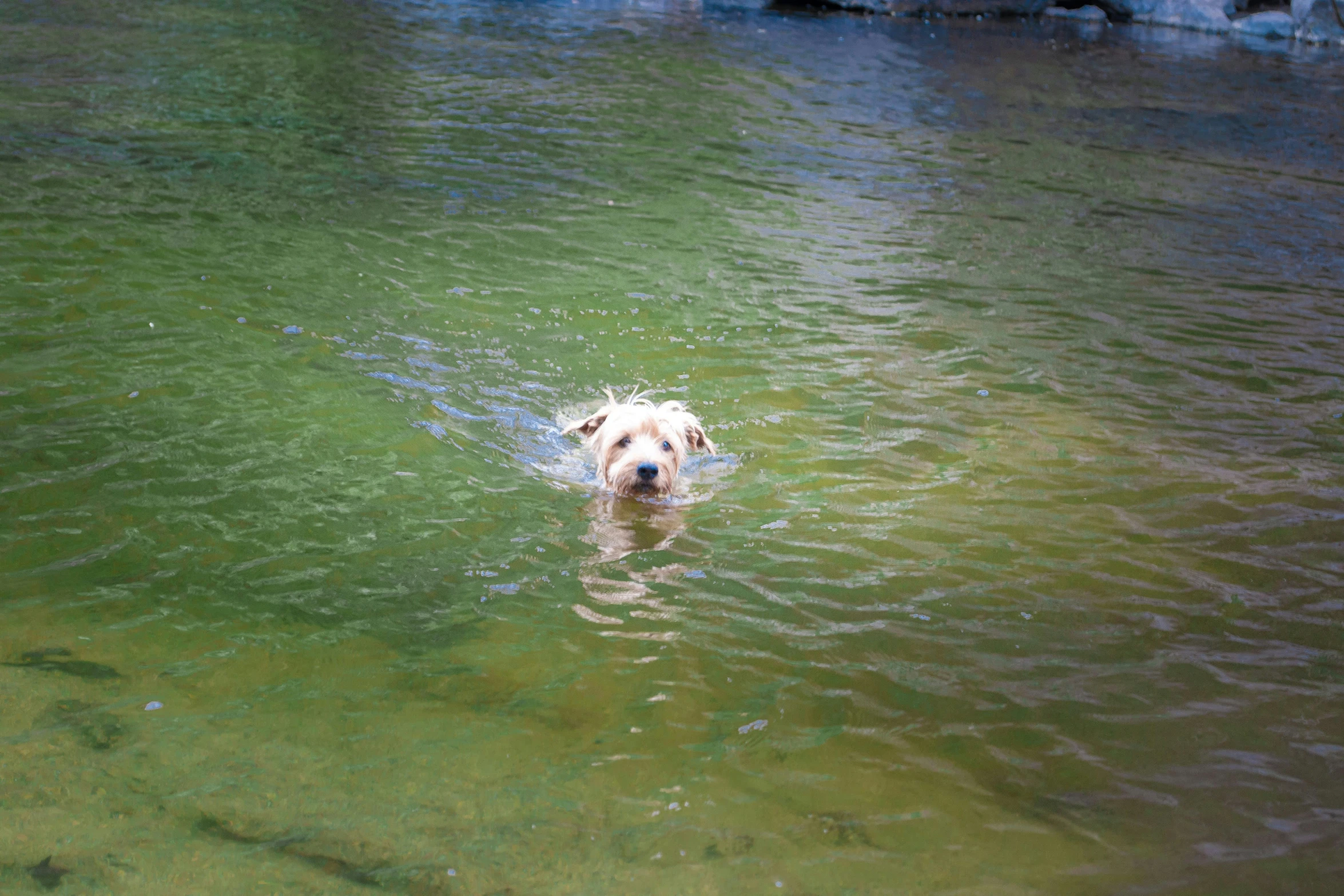 a large dog swimming in the water in green colored water