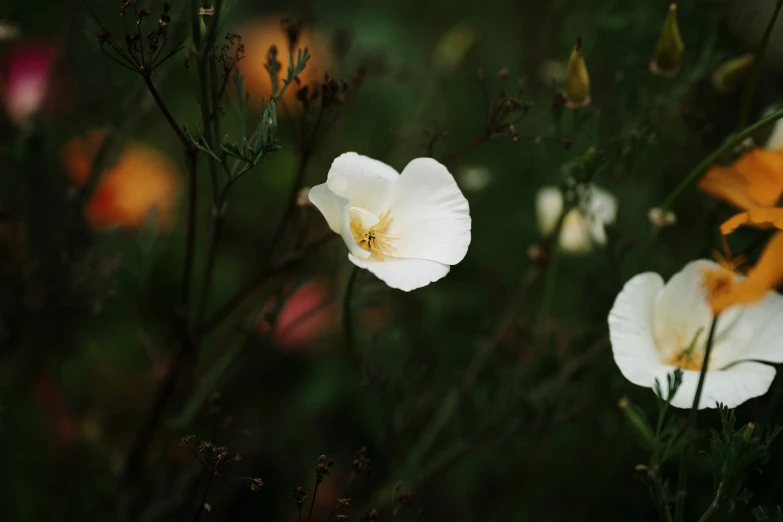 white and yellow flowers in a green field