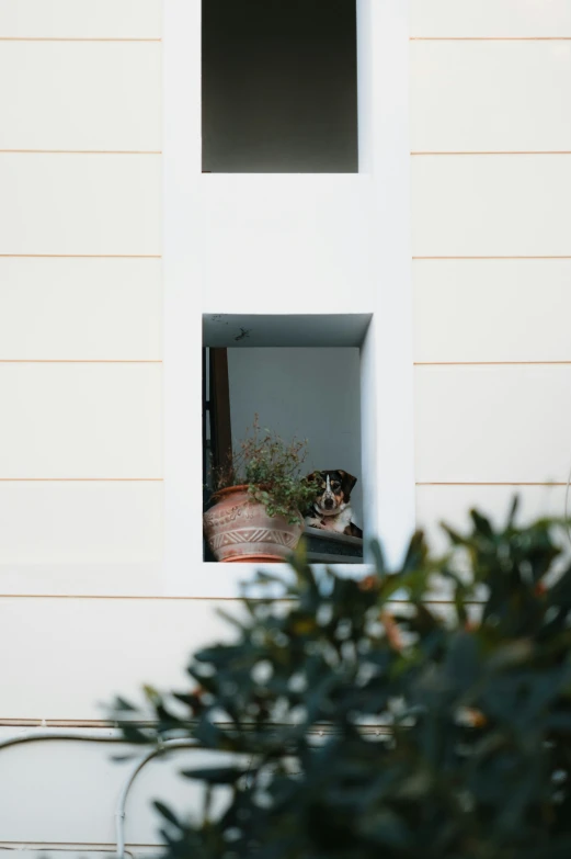 a cat looking out a window on the inside