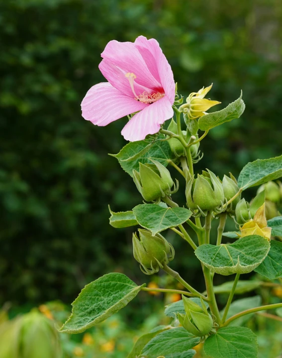 pink flower with two green leaves around it