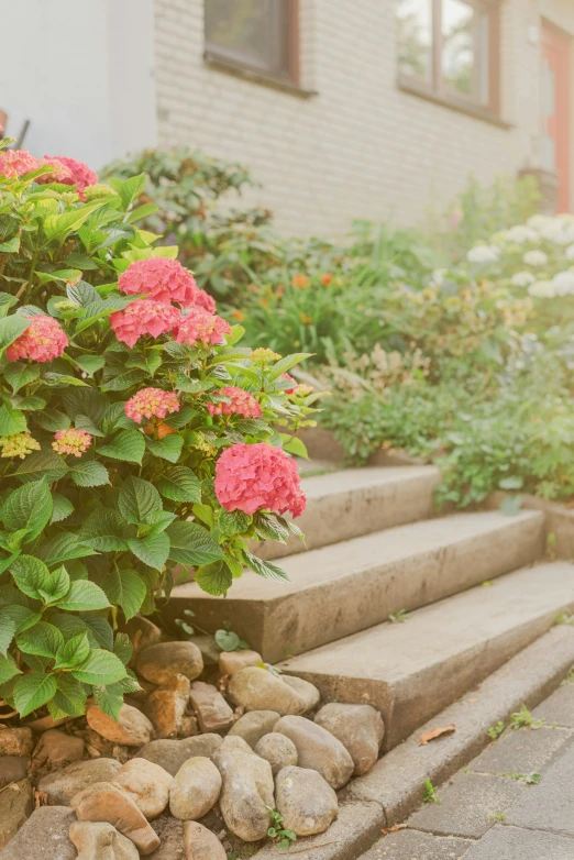 an image of red flowers on the steps