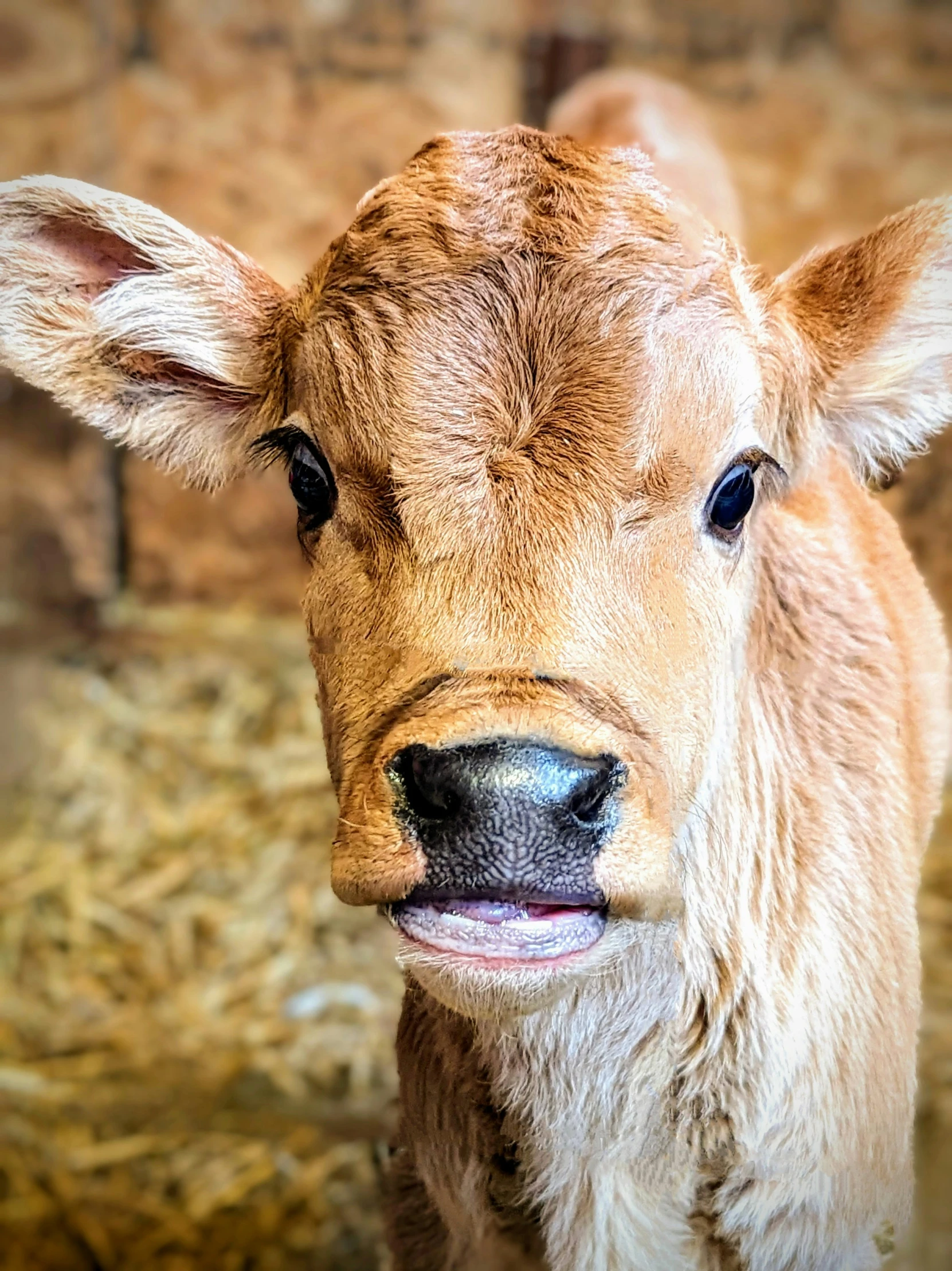 a calf smiling for the camera while standing next to hay