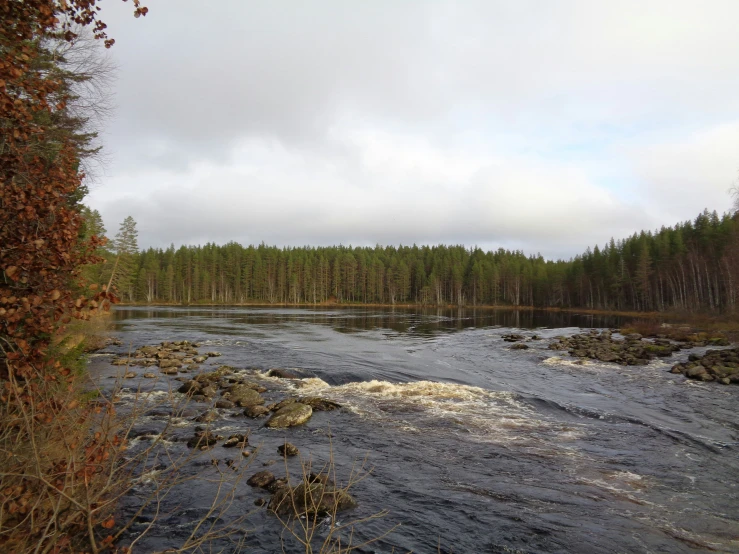 the view of a river running through a forest filled with trees