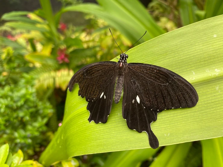 a close up of a erfly on a plant