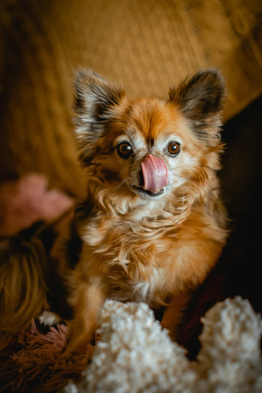 a small dog is sticking out its tongue