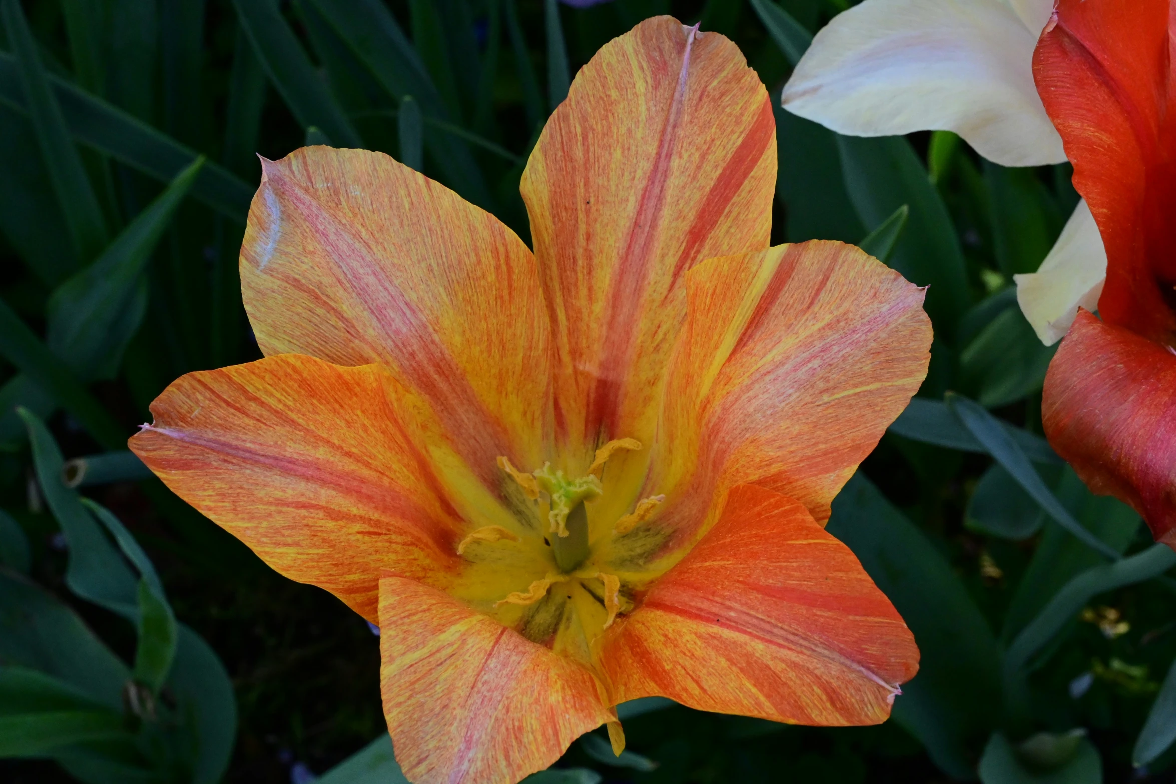 the orange flower is in full bloom